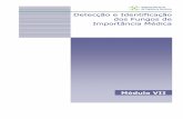 Detecção e Identificação dos Fungos de Importância Médicaanvisa.gov.br/servicosaude/manuais/microbiologia/mod_7_2004.pdf · GLOSSÁRIO Artrósporo ou artroconídio = esporo