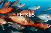 PEIXES - zaccaria.g12.br Fundamental II/Série 17... · • O sistema digestório dos peixes é constituído de boca, faringe, esôfago, estômago e intestino, além de glândulas