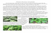 Plantas silvestres comestíveis - Goura Vrindávanagoura.com.br/wp-content/uploads/2015/05/Agro-4.pdf · Plantas silvestres comestíveis Elas são discretas. Misturam-se com o mato