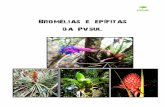 Bromelias e epifitas da Pvsulpvsul.com.br/pverde/GuiasBiodiversidade/Bromelias.pdf · Plantas... ...não são todas iguais! Quando caminhamos em uma mata ou campo, e vemos todo o
