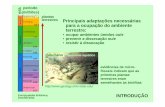 a r e (milhões) Principais adaptações necessárias para a ... · PDF fileClassificação: Grupo Plantae Filo Bryophyta Filo Hepatophyta Filo Anthocerotophyta Briófitas (430 milhões