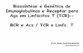 Biossíntese e Genética de Imunoglobulinas e Receptor para ... · Slide 7/54 Major ... Somente gêmeos monozigóticos humanos têm idênticos HLA A população humana é extensivamente