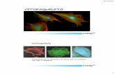 Apresentação do PowerPoint - ibb.unesp.br · Movimento das cabeças das miosinas em direção à extremidade + dos filamentos de actina provoca o encurtamento do feixe de filamentos