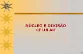 NÚCLEO E DIVISÃO CELULAR - …biologiaecienciascap.pbworks.com/f/aula+mitose+turmas+100.pdf · Genes e alelos. DIVISÃO CELULAR CICLO CELULAR · Interfase e Mitose ... O cromossomo