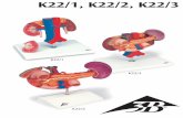 K22/1, K22/2, K22/3 - 3bscientific.com · Rim Pelve renal Medula renal Córtex renal Ureter 7 Veia cava inferior 8 Aorta abdominal Veia renal Artéria renal 11 Artéria mesentérica