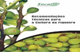 RECOMENDAÇÕES TÉCNICAS PARAbiblioteca.incaper.es.gov.br/digital/bitstream/item/37/1/... · A cultivar de figo Roxo de Valinhos (Figura 2) também conhecida como Brown Turkey, San