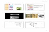 somitogenese2013 - Instituto de Ciências Biomédicas | USPireneyan/EMBRIOLOGIAMOLECULAR_arquivos/aulas/... · Hairy 1 e o relógio de segmentação Fase I: células pré-somíticas