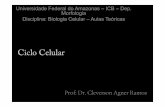 Ciclo Celular · Classes de ciclinas, definida pelo estágio do ciclo celular no qual se ligam às Cdkse em que funcionam. ... Modelos de como os microtúbulosdo fuso anáfasicogeram