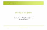 Biologia Vegetal - webpages.fc.ul.ptwebpages.fc.ul.pt/~maloucao/Aula 8BV.pdf · As Plantas Não Vasculares • Aspectos de origem e evolução • A posição das plantas não vasculares