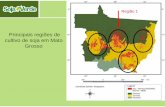 Principais regiões de cultivo de soja em Mato Grosso...recuperar Área em recuperação Lavoura de milho –22/05/08 100m 100m nascente 50m Curso d’água Coordinate System: Geographic