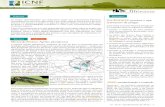 Broca-do-freixo: Agrilus planipennis · ou à utilização de uma rede inseticida, ... 3,1 – 3,4 mm), ... levar 2 anos para completar uma geração. Quando os insetos têm um ciclo