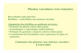 Limitação das plantas sem sistema vascular: TAMANHOuenf.br/Uenf/Downloads/LBT_3660_1276704177.pdf · Ciclo de vida: alternância de gerações heteromórficas redução do gametófito