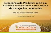 Experiência do Produtor: milho em sistemas consorciados ...snms2017.fundacaomt.com.br/assets/apresentacoes/201712/... · Década de 2010 - Implantação do consorcio de Milho com