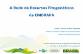 A Rede de Recursos Fitogenéticos da EMBRAPAencontrorgvsul.paginas.ufsc.br/files/2013/06/Vânia-A-Rede-Vegetal... · BAG Cártamo – Embrapa Algodão ... melhoramento (coleção
