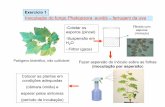 Inoculação do fungo Phakopsora euvitis ferrugem da uva · Translocação de água e nutrientes Fotossíntese Distribuição de fotoassimilados Processos fisiológicos interferidos