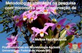 com micorrízas para conservação de orquídeas - SBCS · In vitro Casa de vegetação Número de folhas Comprimento maior folha Frequência/ intensidade micorrização ... investigar