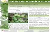 VINHA - AVIDOURO - Associação de Vitivinicultores … · 2018-04-02 · Em vinhas onde foi feito apenas um tratamento, os cachos ... colocação de armadilhas cromotrópicas amarelas