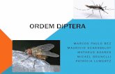Ordem Diptera - KRAUSELINK · Seu ciclo de vida é completo, portanto esses insetos são holometabólico. São ovíparos em sua maioria, e os seus ovos são colocados diretamente