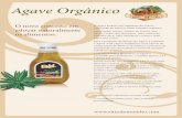 Agave Orgânico - OrganicsNet · Para a produção do Xarope do Agave, é utilizado o Agave Azul (Agave Tequilana), uma espécie de ... não contém glúten nem lactose e é um produto