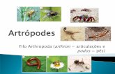 Artrópodes - upvix.com.br · Sistema nervoso é semelhante ao dos anelídeos ... O corpo está dividido em cabeça onde se localizam olhos simples e um par antenas e tronco alongado