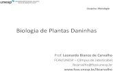 Biologia de Plantas Daninhas - UNESP: Câmpus de ... · Plantas “daninhas” usadas em ornamentação ... Plantas “daninhas” usadas na alimentação humana caruru (Amaranthus