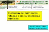Ciclagem de nutrientes: relação com substâncias húmicasxiebsh.iqsc.usp.br/files/2015/02/Carlos-Alberto-Ceretta.pdf · Como inicia o processo? ... aos nutrientes e para o qual