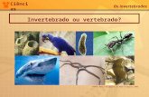 Os invertebrados - Educacional - Soluções Educacionais Positivo · PPT file · Web view2010-08-27 · Ciências Os invertebrados Invertebrado ou vertebrado? Fonte: Banco de imagens
