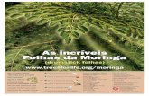 As incríveis Folhas da Moringa - treesforlife.org · • Produzir frutas e folhas dentro de 8 meses Fácil de crescer: (Plantar longe de casas, pois tendem a atrair lagartas indesejáveis.)