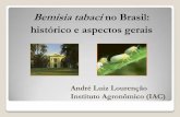 Bemisia tabaci no Brasil: histórico e aspectos gerais · Moscas-brancas Ordem Hemiptera Família Aleyrodidae → mais de 1500 espécies descritas (Martin & Mound, 2007)