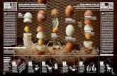 dentro galinha marcada galinha feliz fora da caixaeditora.globo.com/premios/assets/galileu-galinha.pdf · galinha marcada... ovos são ótimas fontes de proteínas e vitaminas —