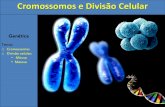 Cromossomos e Divisão Celular · na mitose e na meiose; Proteínas envolvidas em processos genéticos: ... 2) Mitose a) Prófase 1. ... 3) Meiose x Mitose Separação das