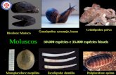 Gastrópodos: caramujo, lesma Cefalópodos: polvo Bivalvos ...pessoal.educacional.com.br/up/580001/6182074/Moluscos.pdf · Respiração realizada por brânquias que ficam na cavidade