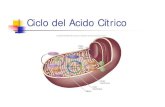 Ciclo del Acido Cítrico - Bioquimica Kinesiologia UNLaM · El sentido metabólico del ciclo del ácido cítrico es obtener electrones de alta ... Aunque en el ciclo no interviene