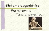 Sistema esquelético: Estrutura e Funcionamento esqueleto humano •Além de dar sustentação ao corpo, o esqueleto protege os órgãos internos e fornece pontos de apoio para a fixação