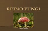 REINO FUNGI - blog.cpbedu.meblog.cpbedu.me/.../uploads/sites/273/2018/03/Reino-Fungi-TOP.pdfos fungos Amanita (alucinógeno) Amanita (alucinógeno) Tuber (trufas) Champignon Orelha
