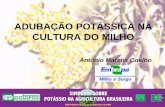 ADUBAÇÃO POTÁSSICA NA CULTURA DO MILHObrasil.ipni.net/ipniweb/region/brasil.nsf... · MILHO NO BRASIL • A cultura do milho no Brasil vem apresentando um crescimento expressivo