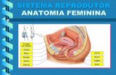 SISTEMA REPRODUTOR FECUNDAÇÃO fileorificio genital — saida do fluxo ... no ovário do embriáo. Ainda durante a Vida fetal deixa de ocorrer a de multiplicaçäo e a Oócitos I.