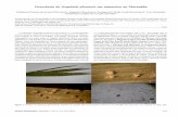 Ocorrência de Graphiola phoenicis em tamareira no Maranhãoainfo.cnptia.embrapa.br/.../item/79138/1/a15v38n31-POLTRONIERI.pdfSumma Phytopathol., Botucatu, v. 38, n. 3, p. 253, 2012