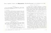 Uma espécie única de Maprounea (Euphorbiaceae) na América ... · herbário do Departamento de Botânica da Uni ... Hatschbach 10779 - proveio de uma árvo ...