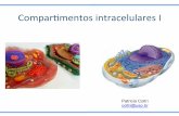 Compar’mentos intracelulares I - coltri.bio.br · Ao ﬁnal desta aula, deveremos ser capazes de: • compreender Comparmentalização celular e mecanismos de especialização nas