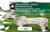 Soluções para Problemas Recorrentes em Pastagens no Pará · Detalhe da massa de espuma, produzida pelas ninfas de cigarrinha das pastagens, em uma touceira de Brachiaria decumbens.