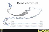 Apresentação do PowerPoint - cbsflab.comcbsflab.com/wp-content/uploads/2019/03/gene-estrutura.pdf · ٭O número de genes no genoma humano está entre 20.000 e 25.000. ٭A sequência