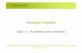 Biologia Vegetal - webpages.ciencias.ulisboa.ptmaloucao/Aula 15BV.pdf · 4-06 Maria Amélia Martins-Loução Biologia Vegetal Plantas com semente •Os grãos de pólen. •O ciclo