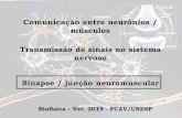 Comunicação entre neurônios / músculos Transmissão de ... · Comunicação entre neurônios / músculos Transmissão de sinais no sistema nervoso Sinapse / junção neuromuscular