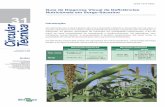 Guia de Diagnose Visual de Deficiências Nutricionais em ... · Apresenta plantas com clorose em todo o limbo foliar, inicialmente nas mais novas, com maior evidência entre as nervuras,