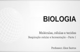 BIOLOGIA...1.2 – Respiração celular: • Processo bioquímico, intracelular, voltado para produção de energia, indispensável para realização de funções da célula; • Ocorre
