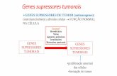 Genes supressores tumoraiscbsflab.com/wp-content/uploads/2017/10/genética-do-cancer-2017-med-parte2.pdfP53:-fator de transcrição inativado nas formas esporádicas de muitos cânceres-presente