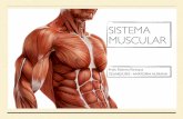 sistema muscular 2018...multipeniformes. Músculos fusiformes têm a forma de fuso (ventre grosso arredondado e extremidades aﬁladas). Nos músculos paralelos, os fascículos situam-se