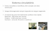 Centro Universitário de Volta Redonda - Sistema circulatórioweb.unifoa.edu.br/portal/plano_aula/arquivos/04684/Aula... · 2011-11-05 · • Cérebro também é grande - controla