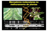Marcadores moleculares no melhoramento de plantasarquivo.ufv.br/dbg/genmelhor/Index_apresenta%E7%E3o%20pdf/Mesa%20... · marcadores moleculares. R S Plantas F3 Co-42 Co-42 ON Phg1